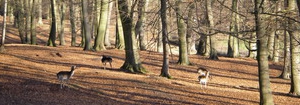 Deer in the Chilterns